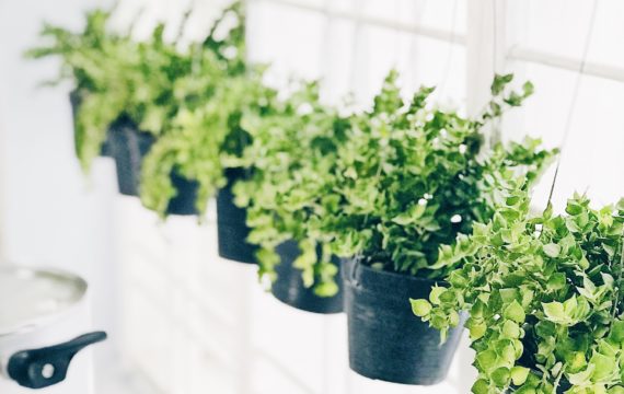 green-growth-hanging-1201792-570x360 green-growth-hanging-1201792-570x360