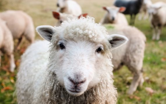 Sheep herd Sheep herd
